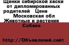 Щенки сибирской хаски от дипломированных родителей › Цена ­ 20 000 - Московская обл. Животные и растения » Собаки   